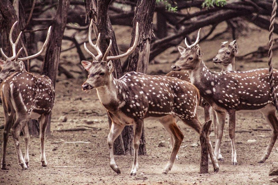 راهنمای عملی برای سازگاری کسب وکارها با مرورگرهای آینده